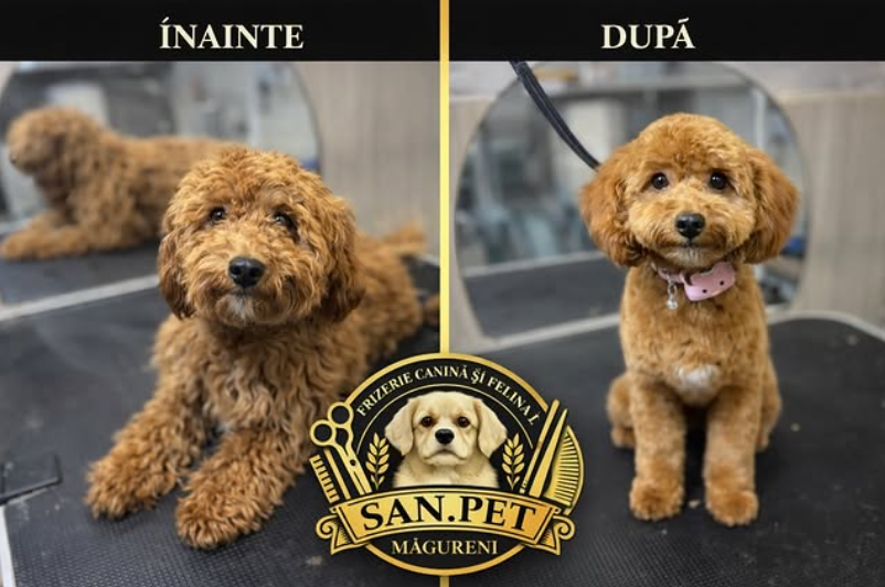 Transformare înainte și după — SAN.PET Măgureni, foto 5