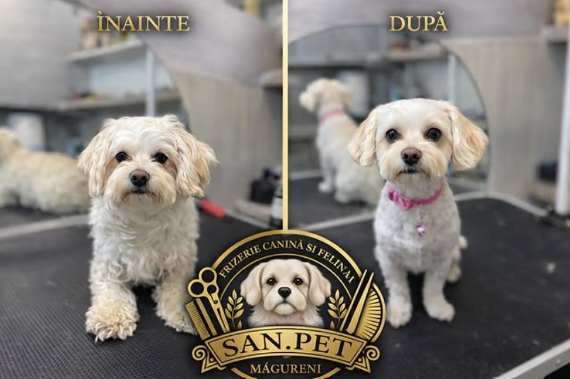 Transformare înainte și după — SAN.PET Măgureni, foto 6
